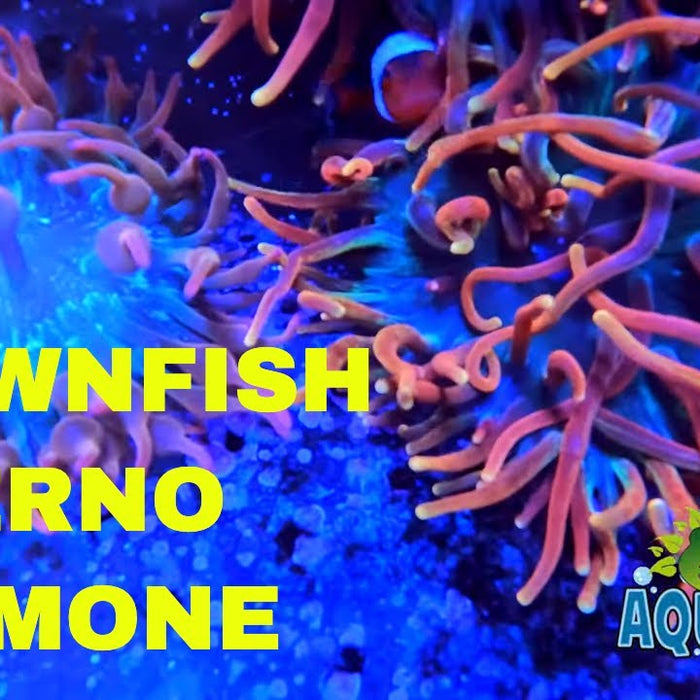 Clownfish swimming behind Inferno Anemone in our Reef Aquarium - Vivid bright anemone color development - Jungle Aquatics Pet Superstore