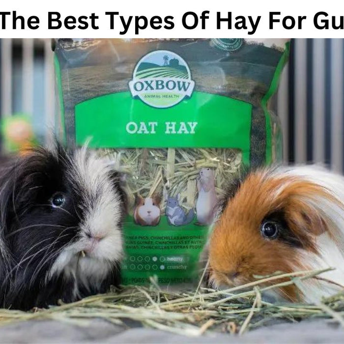 What Are The Best Types Of Hay For Guinea Pigs? - Jungle Aquatics Pet Superstore