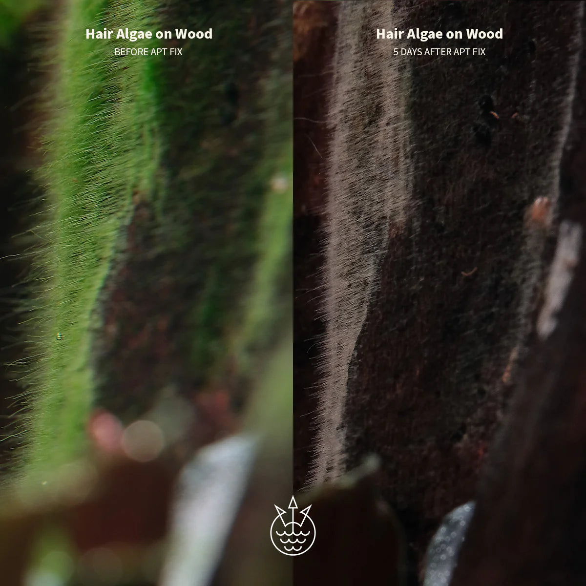 Hair algae on wood before and after APT Fix algae treatment, showcasing effective results.