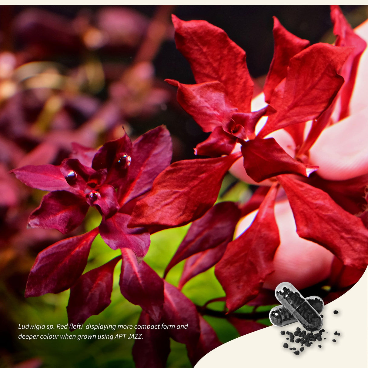 APT Jazz Plant Growth Booster 18 Tabs enhancing the deep red colour and compact form of Ludwigia sp. Red in a planted tank.