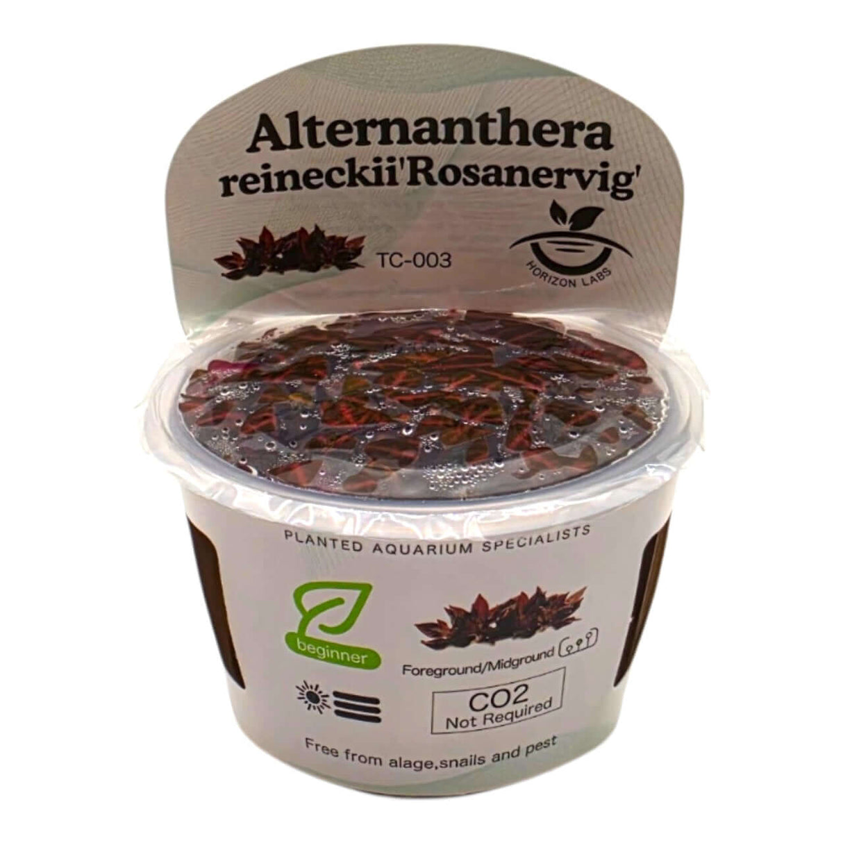 Alternanthera Reineckii Rosanervig TC Tropical Plant in a container suitable for aquascaping.