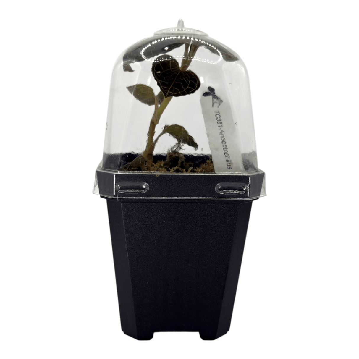 Anoectochilus Roxburghii Pots Orchid Plant growing in a clear dome terrarium container.