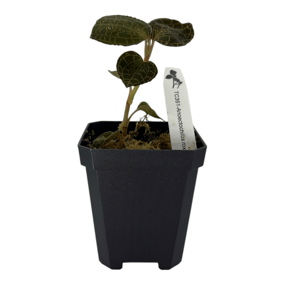 Anoectochilus Roxburghii Pots Orchid Plant in a black pot with intricate golden veining on dark foliage.
