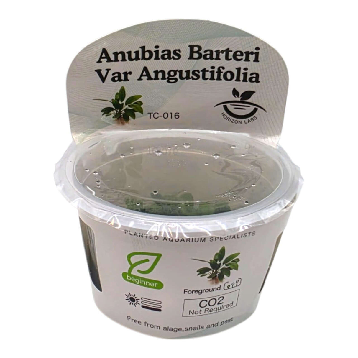 Anubias Barteri Var Angustifolia TC Tropical Plant in a clear container for aquariums.