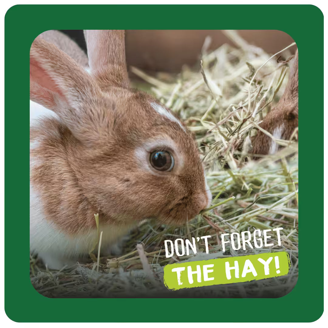 Bunny rabbit eating Burgess Excel Long Stem Feeding Hay with Marigold