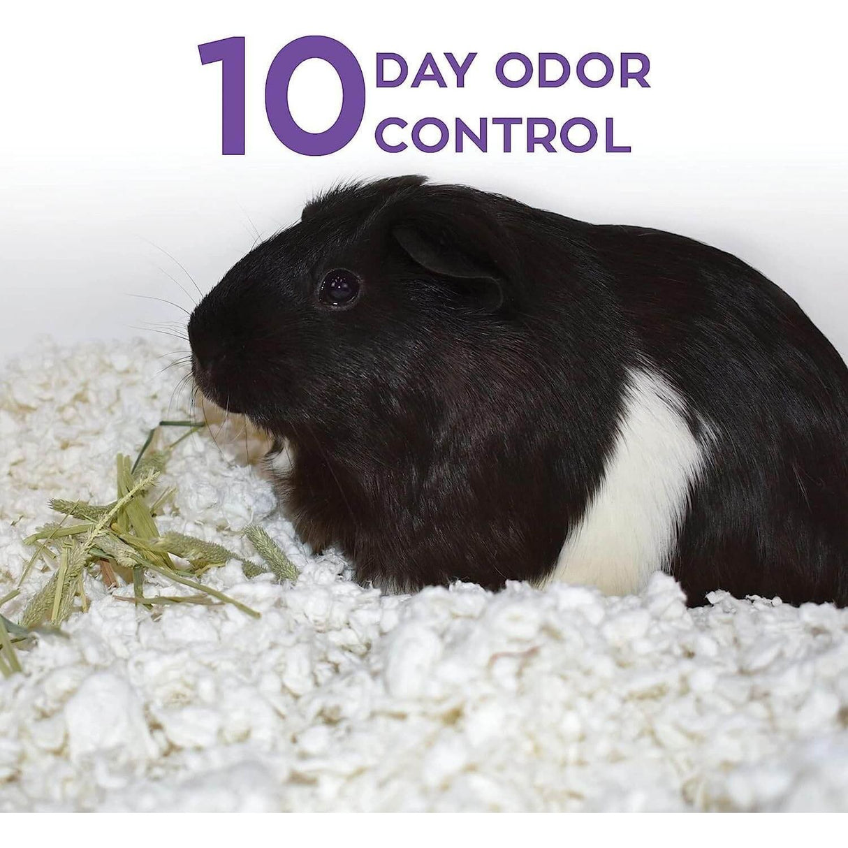 Carefresh Small Animal Paper Bedding provides 10 day odor control for small pets, offering a soft and safe environment.