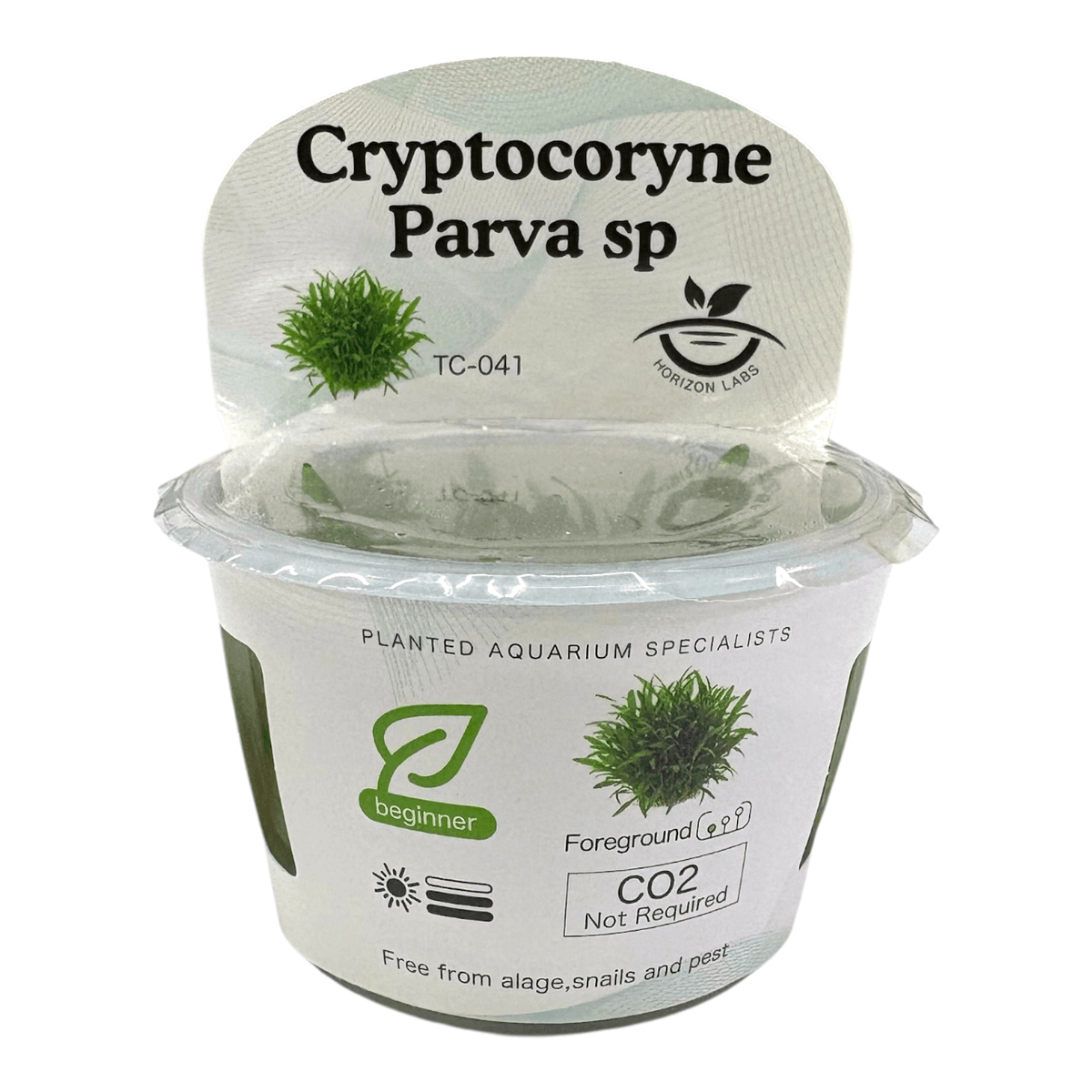 Cryptocoryne Parva Sp TC Tropical Plant in plastic container for aquarium use, ideal for beginners.