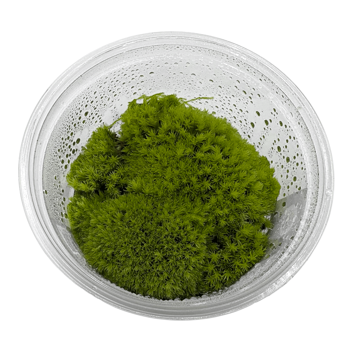 Cushion Moss Cup Moss Plant in a clear container displaying lush, vibrant green foliage.