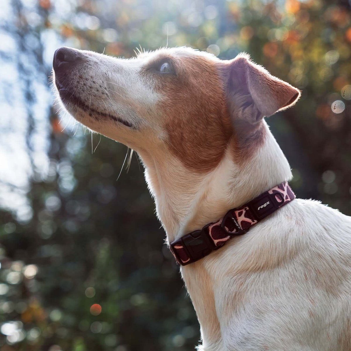 Fusion Safari Classic Collar Giraffe Lifestyle 9