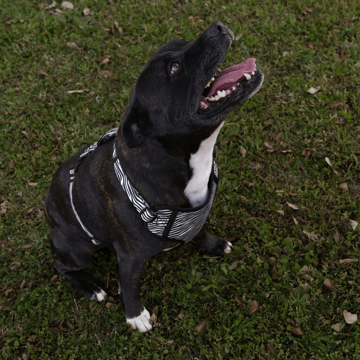 Fusion Safari Comfy Harness Zebra Lifestyle 1