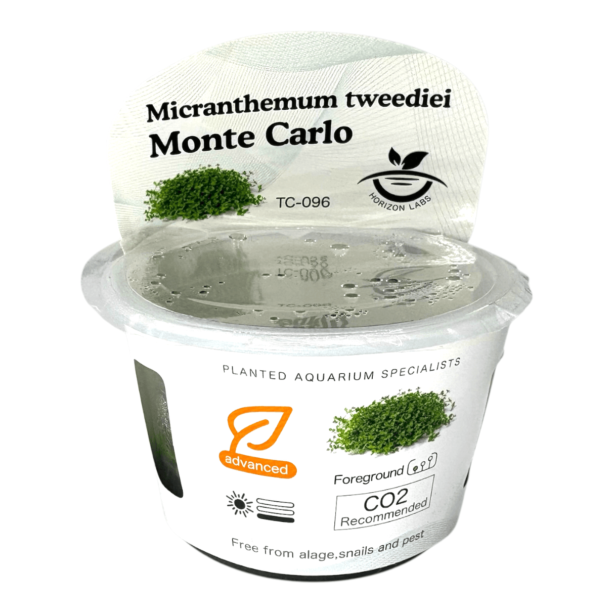 Micranthemum Sp Monte Carlo TC Tropical Plant in clear container with care instructions