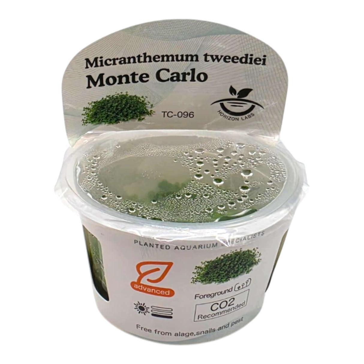 Micranthemum Sp Monte Carlo TC Tropical Plant in clear cup for aquarium landscaping