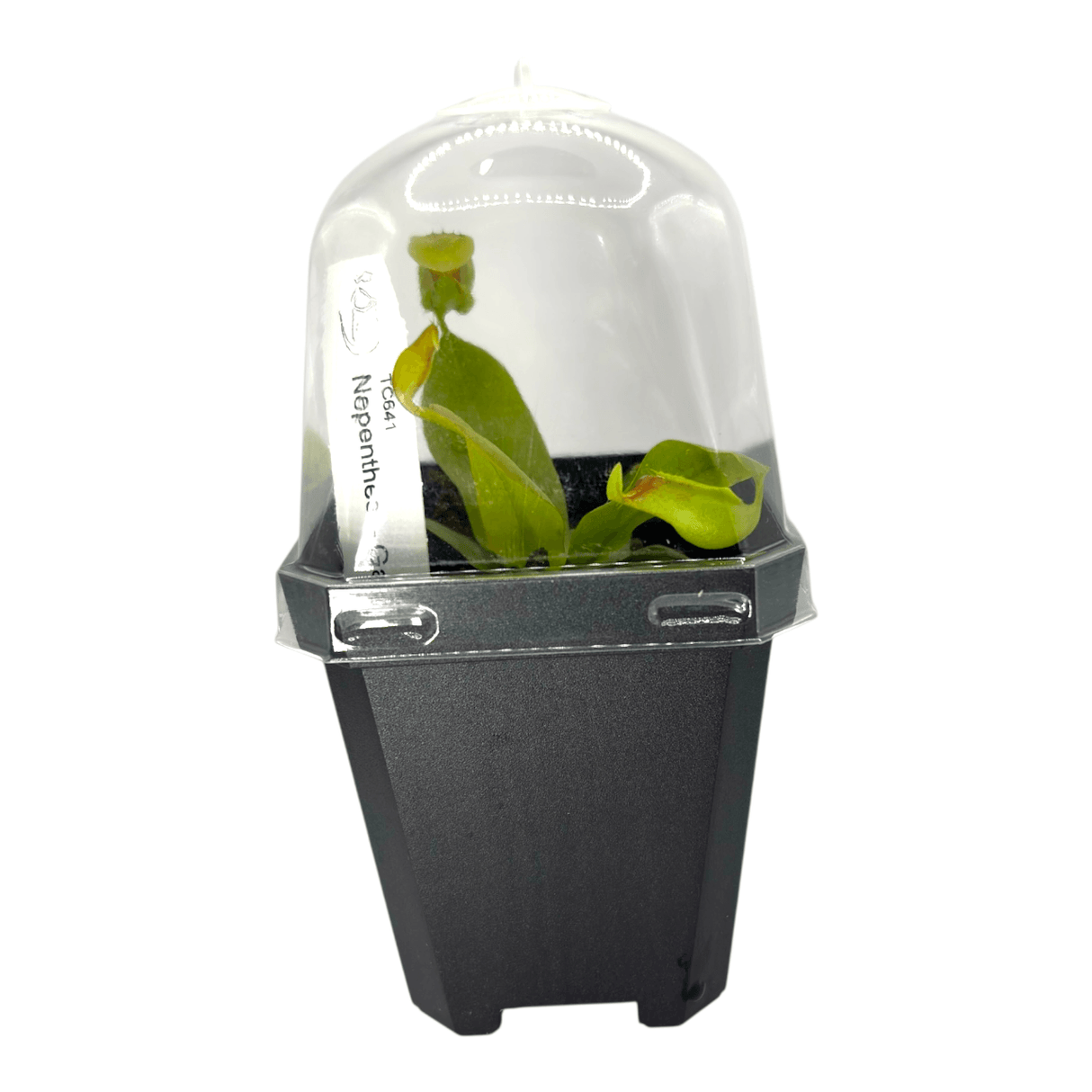 Nepenthes Gaya Pots Carnivorous Plant in a black pot with a clear dome for humidity.