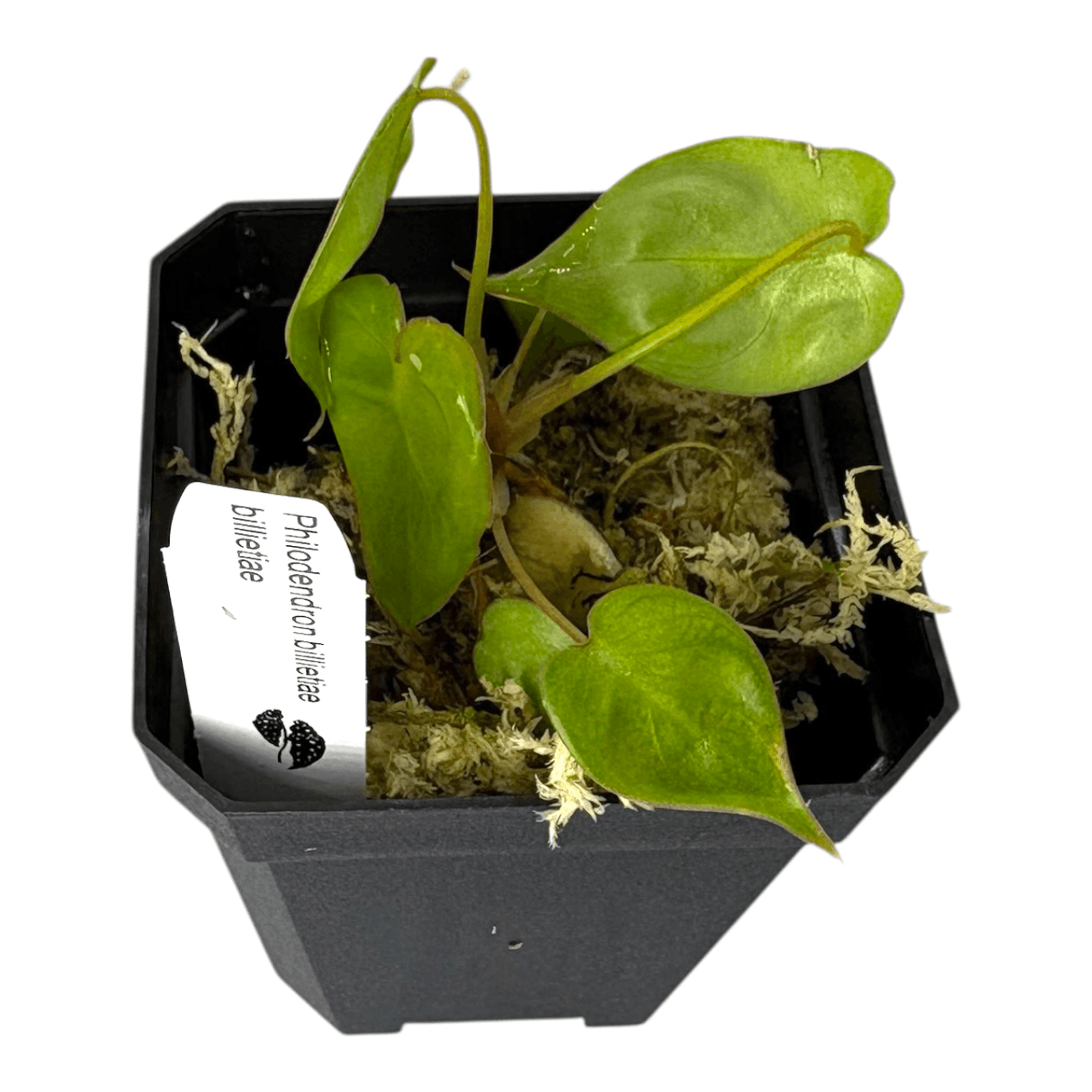 Philodendron Billietiae Pots Aroid Plant in a black pot with green leaves and label.