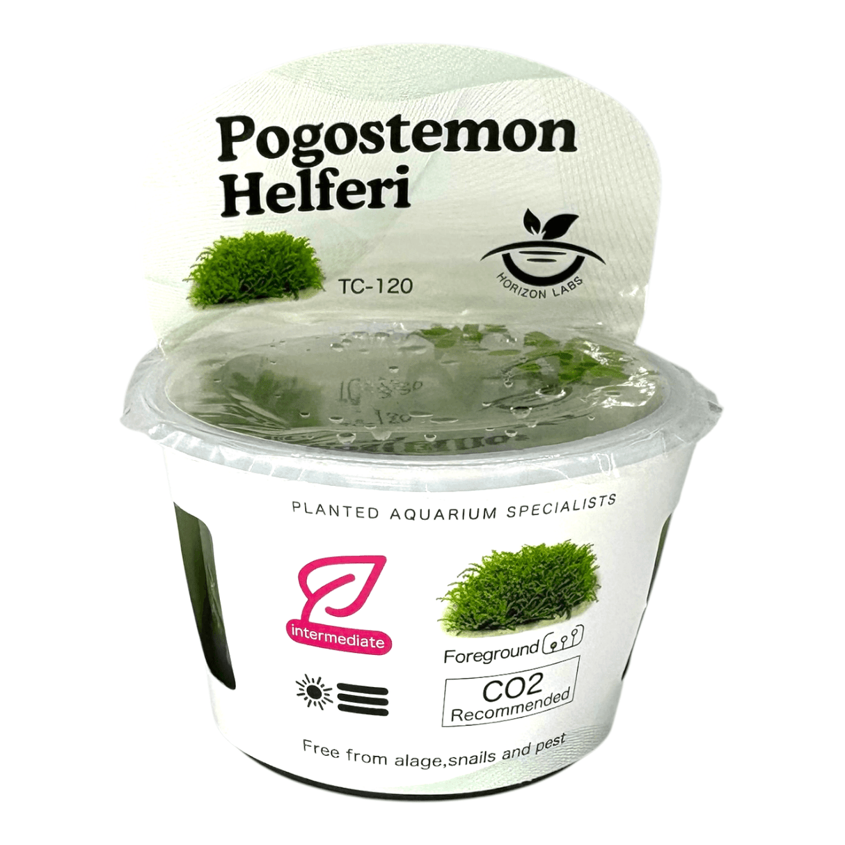 Pogostemon Helferi TC Tropical Plant in a plastic cup for aquariums, showcasing its bushy growth and curly leaves.