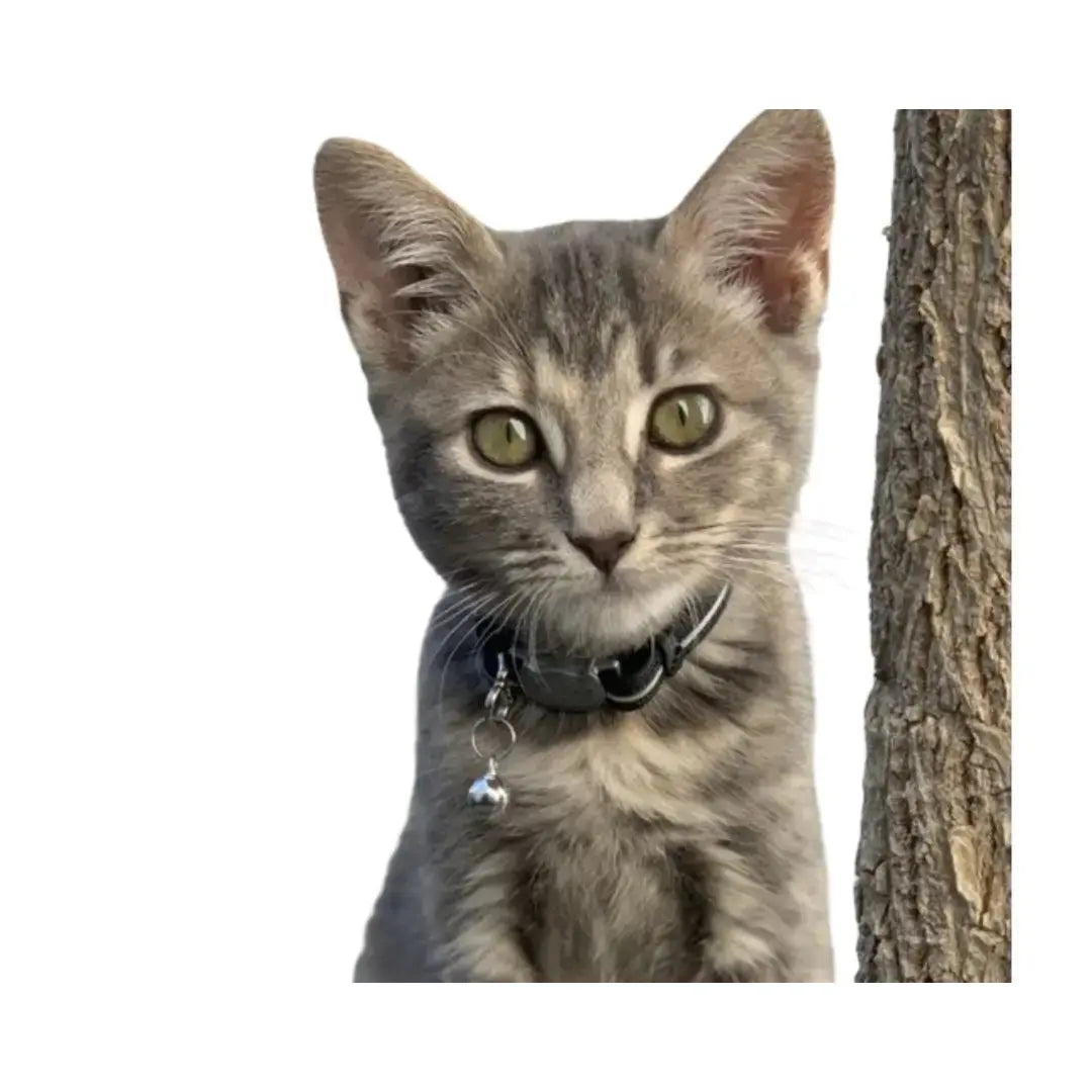 Rogz AlleyCat Kitten and Cat Collar on a cute gray kitten showcasing comfort and safety features.