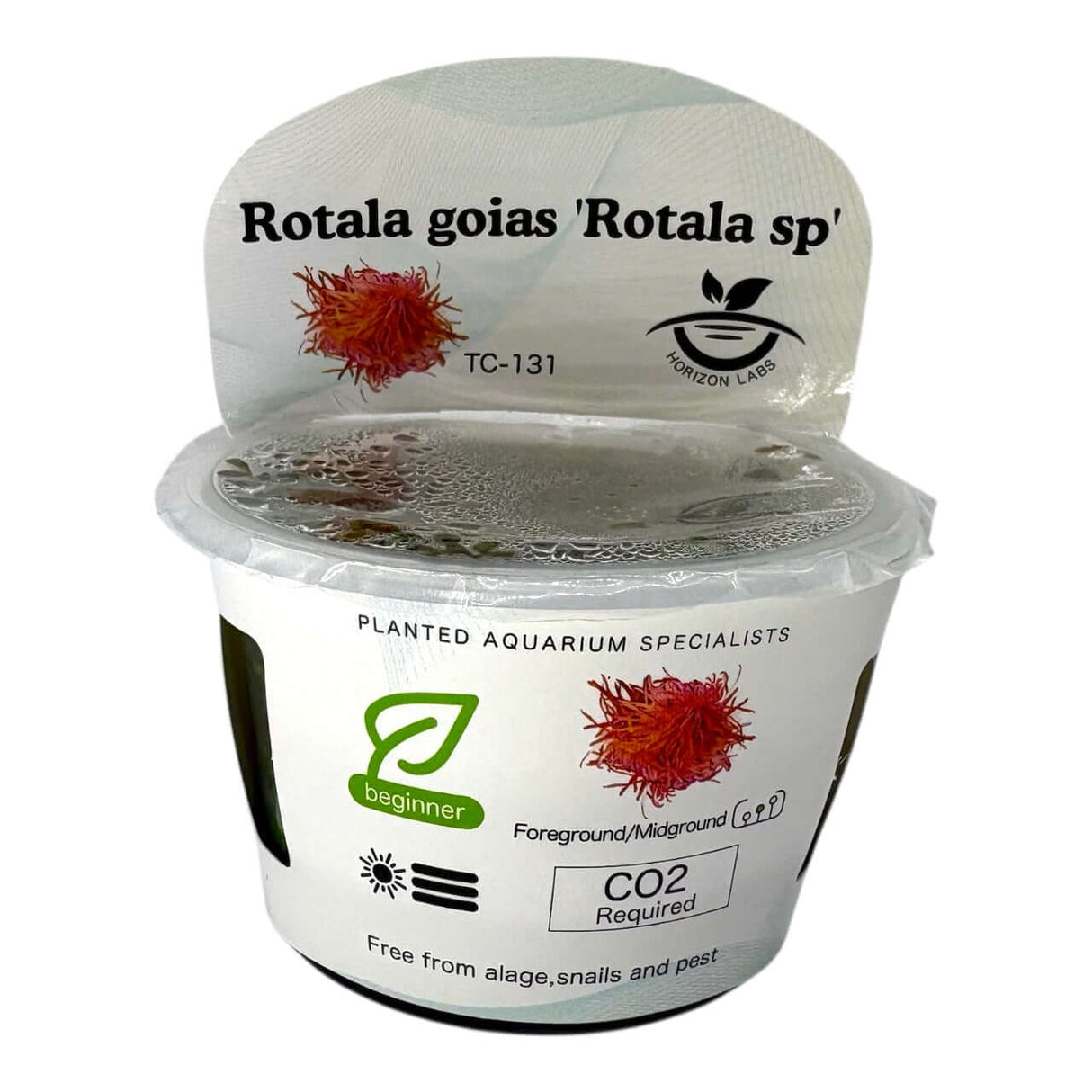 Rotala Goias Rotala Sp TC Tropical Plant in packaging, ideal for beginners and requires CO2 for best growth.