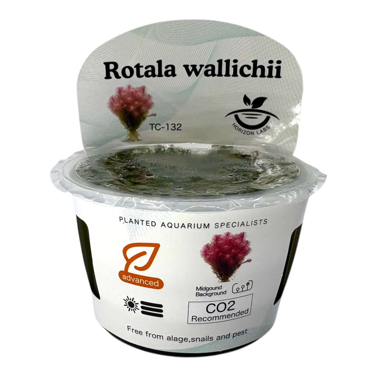 Rotala Wallichii TC Tropical Plant in container with vibrant leaves, ideal for aquascaping and freshwater aquariums.