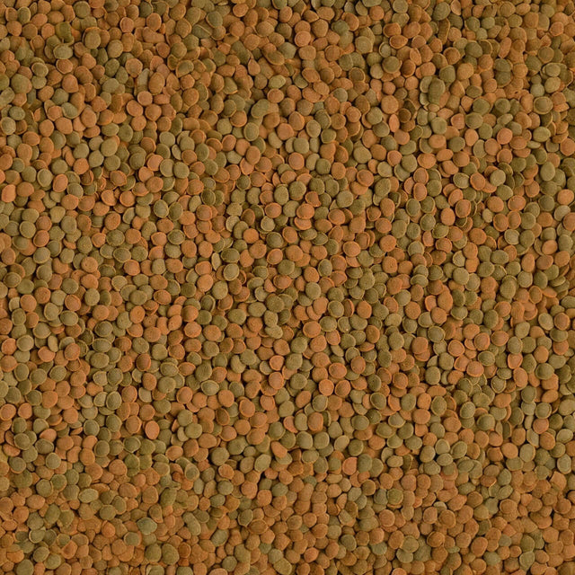Close-up of assorted lentils, showcasing green and orange hues, ideal for healthy meals and recipes.