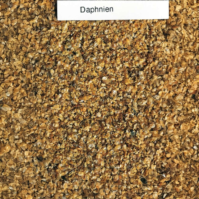 Close-up of Daphnia food, finely crushed, ideal for fish nutrition and enriching the aquarium standard.