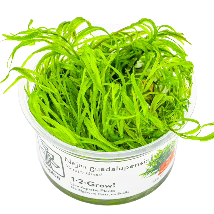 Tropica 146 Najas Guadalupensis Guppy Grass in a clear container with vibrant green leaves.