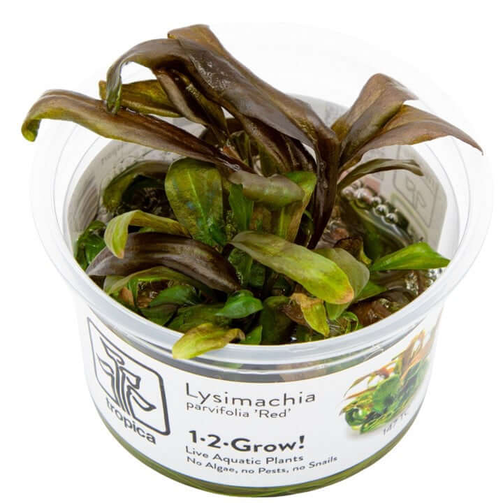 Tropica 147 Tissue Culture - Lysimachia Parvifolia Red in a plastic container showcasing aquatic plant health.