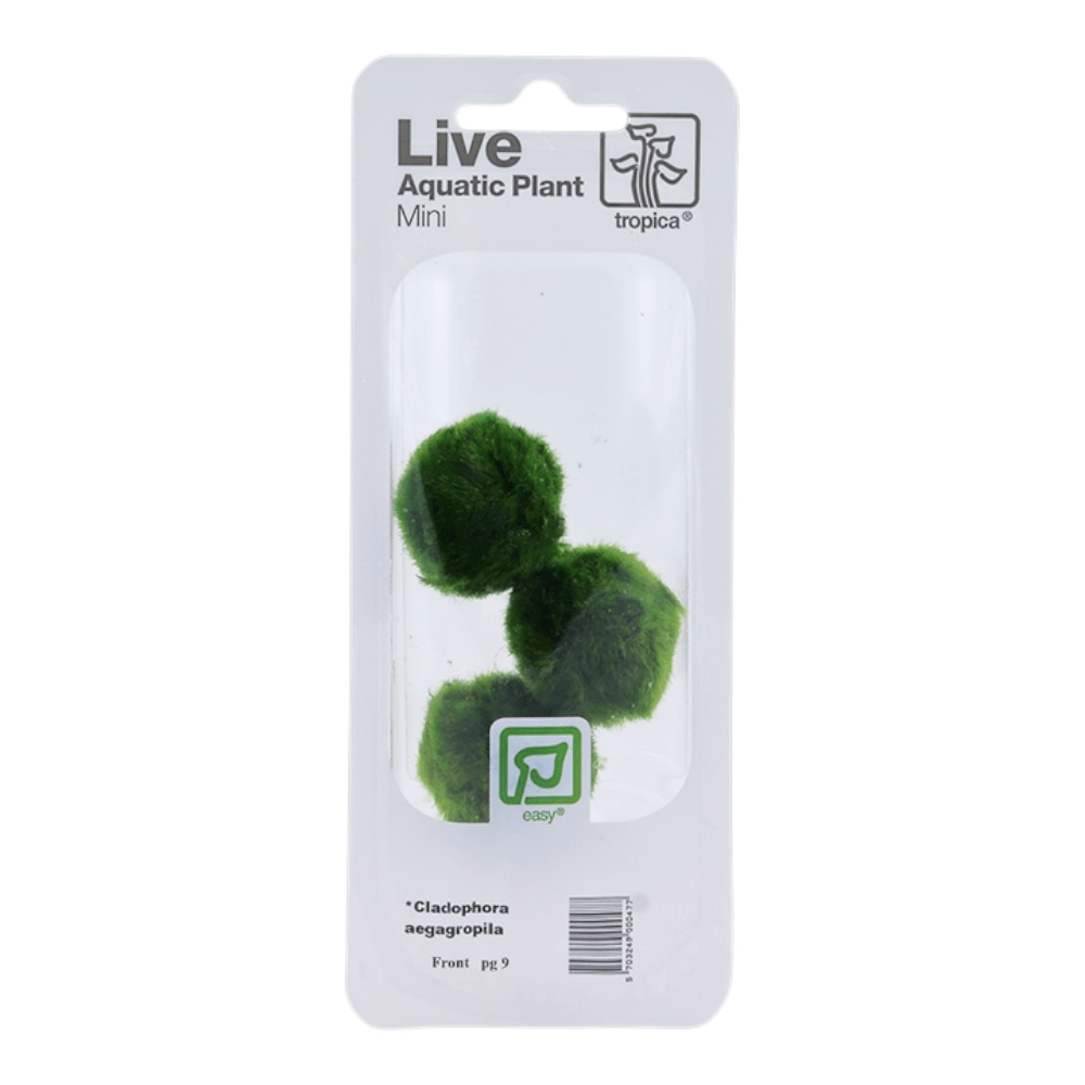 Tropica Aegagropila Linnaei Moss Balls in packaging, showcasing vibrant green spherical algae for aquariums.