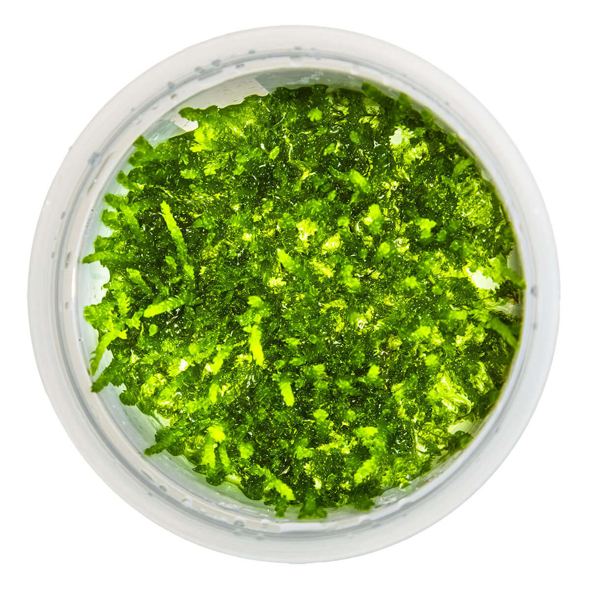 Tropica 003B Tissue Culture - Vesicularia ferriei Weeping aquarium plant in closed cup with vibrant green moss.
