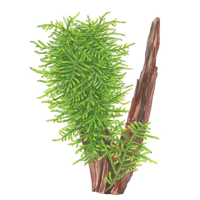 Tropica 003G Tissue Culture - Taxiphyllum Spiky aquarium plant with deep green branched shoots on wood.
