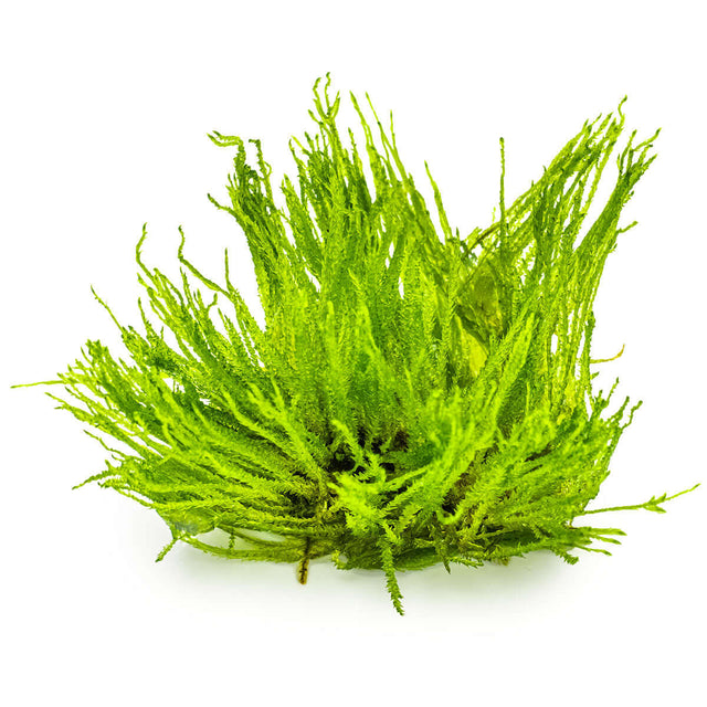 Tropica 003G Tissue Culture - Taxiphyllum Spiky aquarium plant in tissue culture cup, featuring bright green branched shoots.