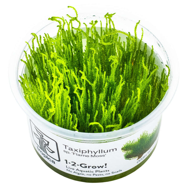 Tropica 003H Tissue Culture - Taxiphyllum Flame aquarium plant in tissue culture cup.