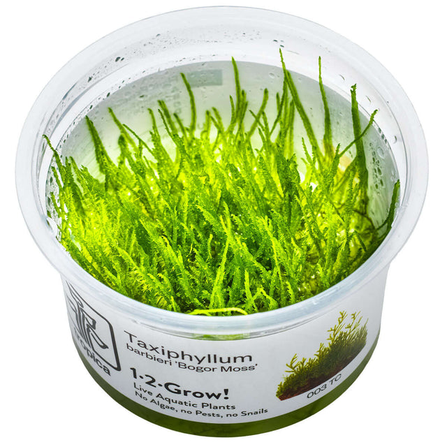 Tropica 003 Tissue Culture - Taxiphyllum barbieri in a clear cup, showcasing vibrant green moss for aquarium decoration.