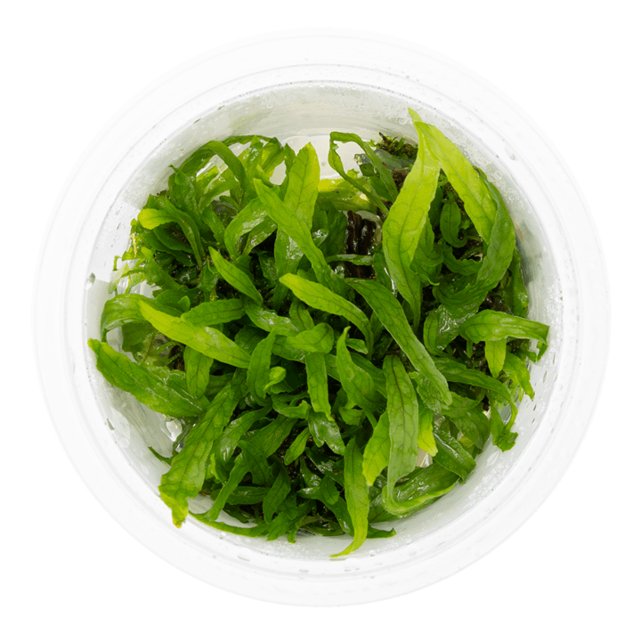 Tropica 008A Microsorum Pteropus Narrow in a clear container, vibrant green narrow leaf Java Fern.