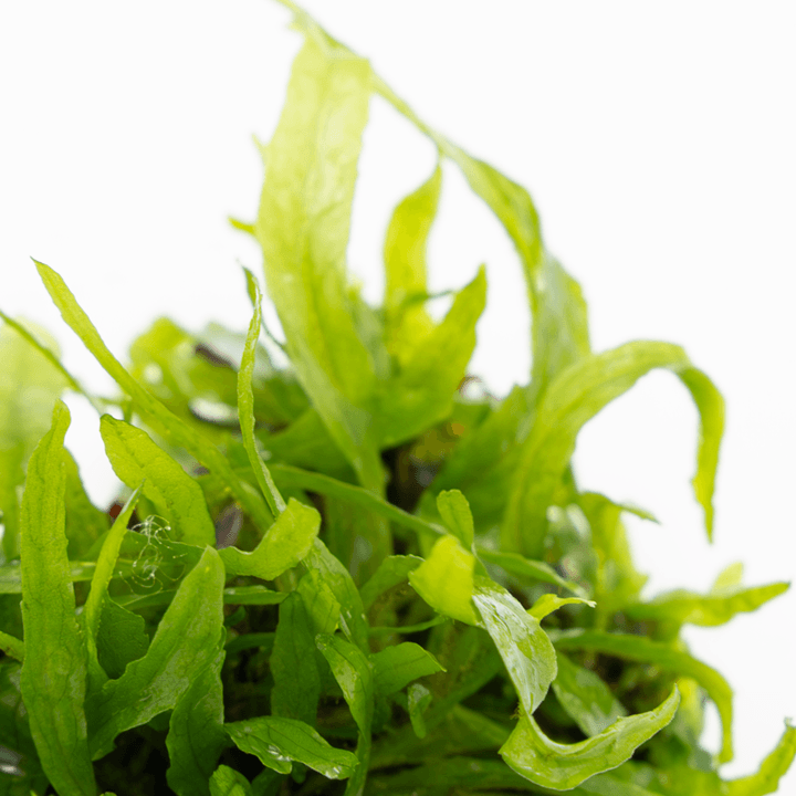 Tropica 008A Microsorum Pteropus Narrow plant with slender green leaves against a white background.