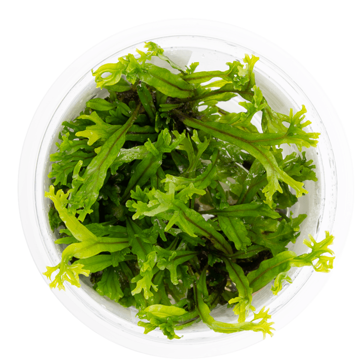 Tropica 008B Microsorum Pteropus Windeløv aquatic plant in a clear container showcasing branched leaf tips.