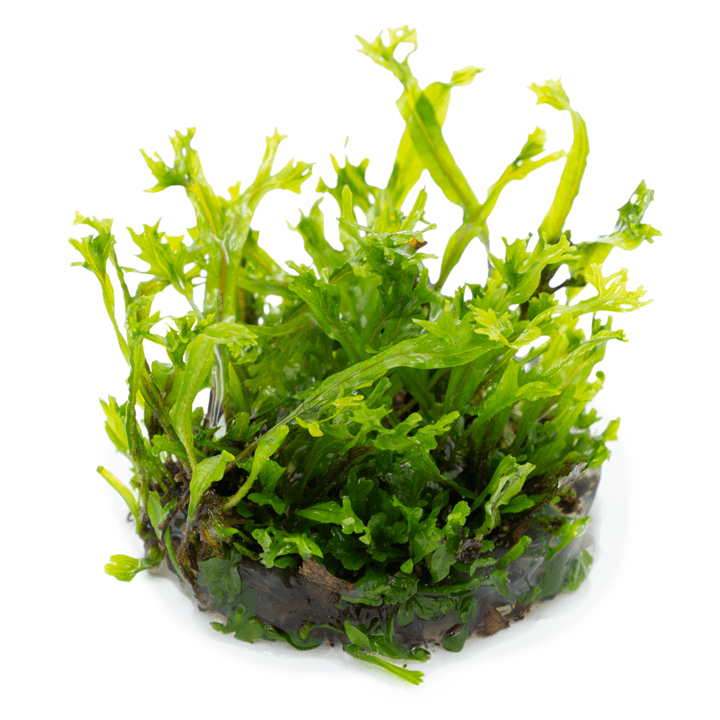 Tropica 008B Microsorum Pteropus Windeløv aquatic plant with distinctive lace-like leaves.