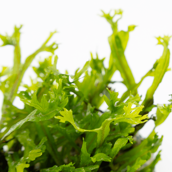 Tropica 008B Microsorum Pteropus Windeløv unique Java Fern with lace-like leaves.