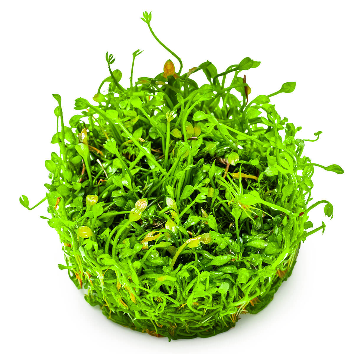 Tropica 010B Tissue Culture - Marsilea Minuta depicted in a lush green carpet-like display.