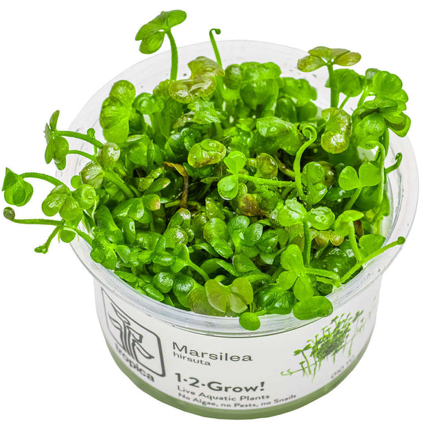 Tropica 010 Tissue Culture - Marsilea hirsuta in a clear cup, showcasing vibrant green clover-like leaves.