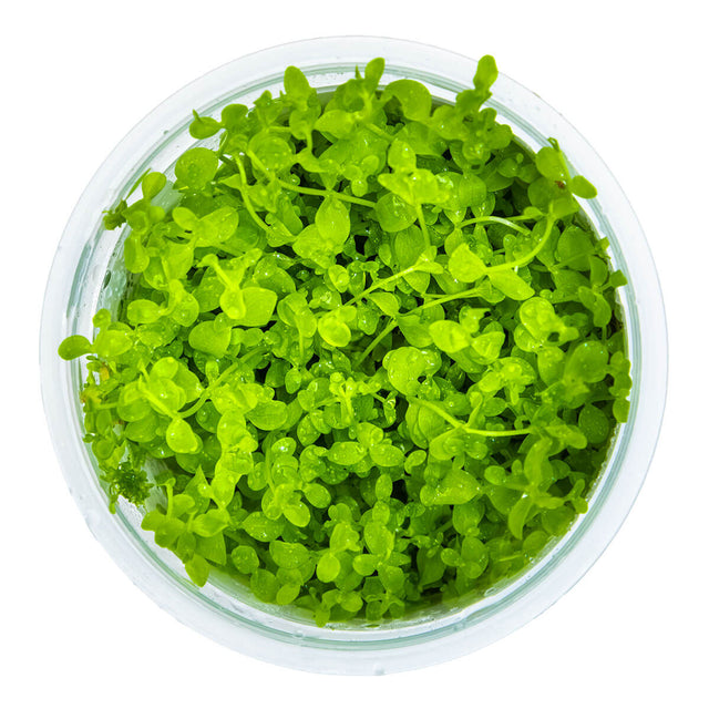 Tropica 025 Tissue Culture - Micranthemum tweediei Monte Carlo in a clear container with vibrant green leaves.