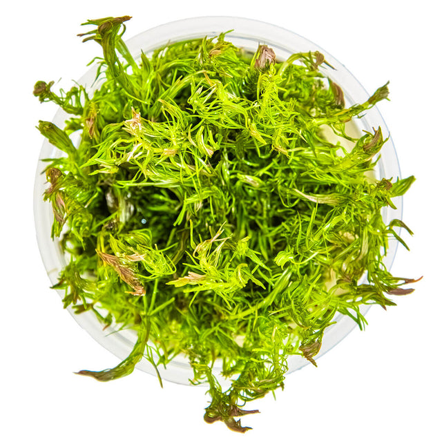 Tropica 032A Tissue Culture - Rotala wallichii aquarium plant in tissue culture cup.