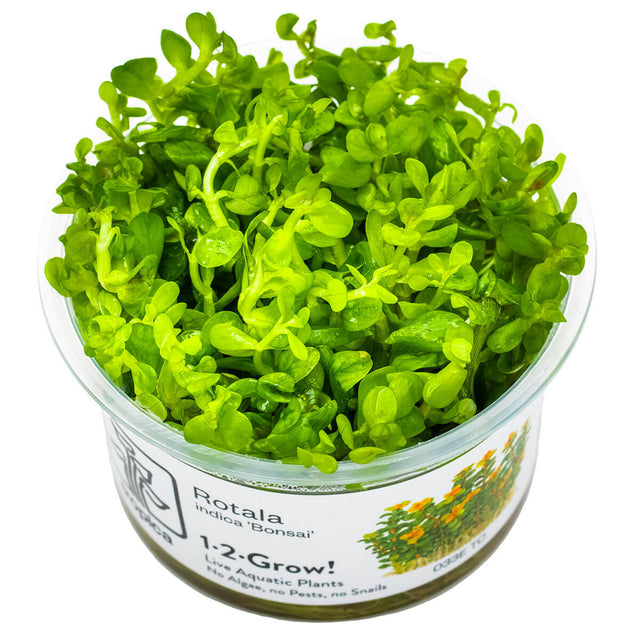 Tropica 033E Tissue Culture - Rotala indica Bonsai in a clear container, showcasing vibrant green aquatic plant growth.