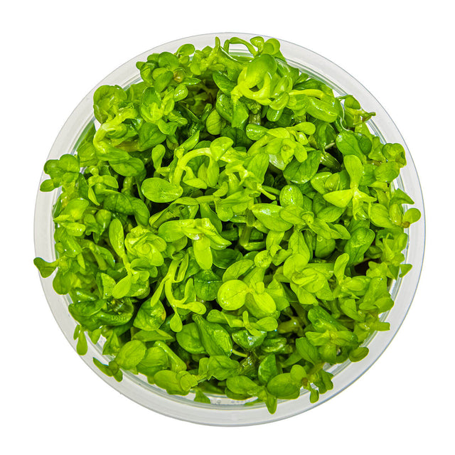 Tropica 033E Tissue Culture - Rotala indica Bonsai in a clear container filled with vibrant green aquatic plants.