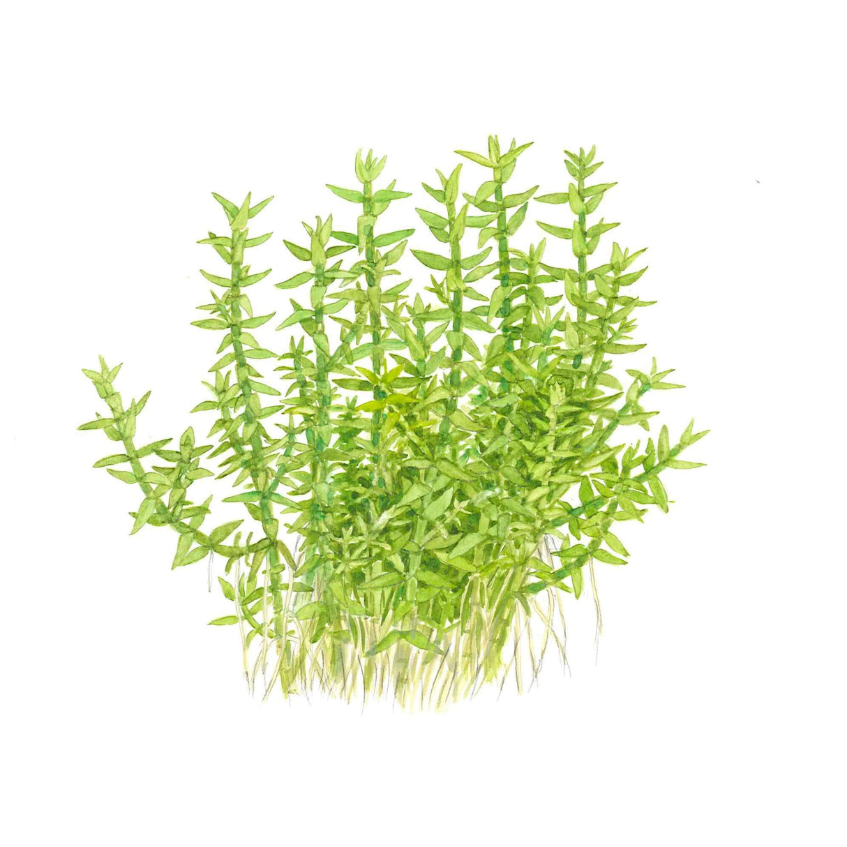 Tropica 042 Tissue Culture - Gratiola Viscidula, aquatic plant with thorny appearance, ideal for freshwater aquariums.