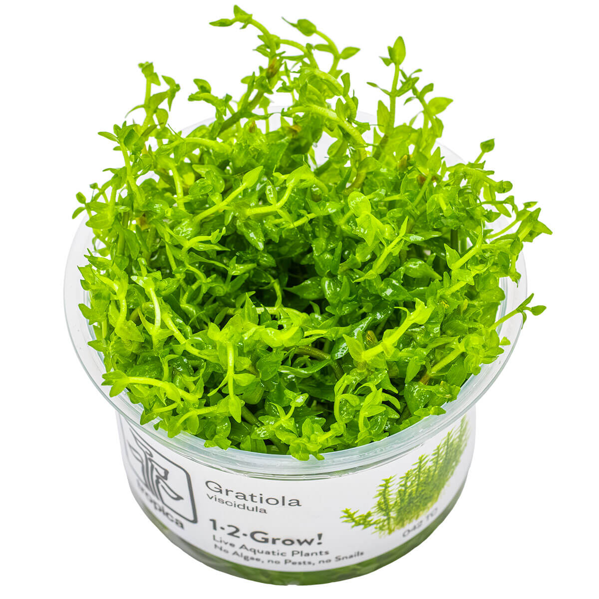 Tropica 042 Tissue Culture - Gratiola Viscidula in clear container with vibrant green leaves.