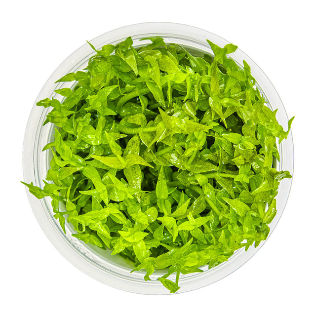 Tropica 042 Tissue Culture - Gratiola Viscidula in a clear bowl, showcasing vibrant green aquatic plants.