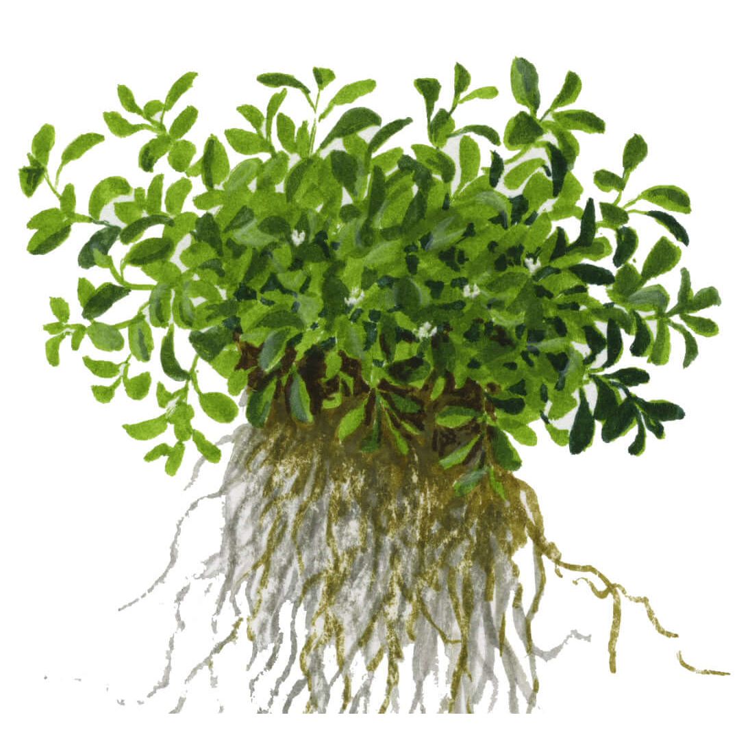 Tropica 045A Tissue Culture - Glossostigma Elatinoides plant with roots and vibrant green leaves.