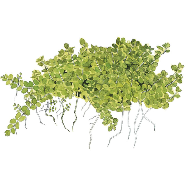 Tropica 048B Tissue Culture - Micranthemum callitrichoides Cuba plant illustration with lush green leaves.