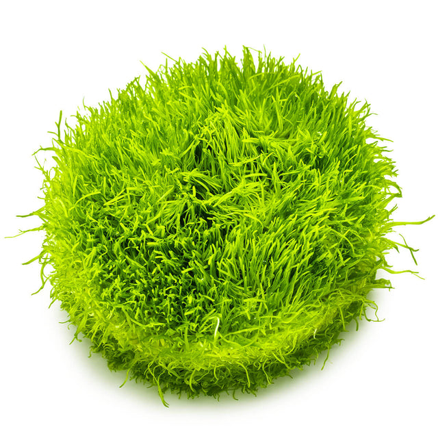 Tropica 049B Tissue Culture - Utricularia graminifolia vibrant green aquatic plant