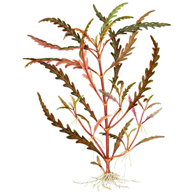 Tropica 051A Tissue Culture - Hygrophila pinnatifida plant illustration with distinctive burgundy underside leaves.